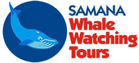 Samana Whale Watching Tours in Dominican Republic - See Humpback Whales up close!